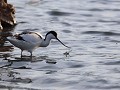 avocet of kluut