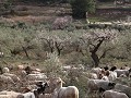 schapenkudde graast op de bergwand tussen de prach