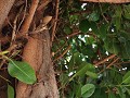 ficus elastica el caouchu