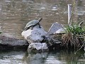waterschildpad