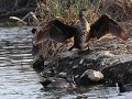 effe drogen tussen het waterhoen en de krakeend