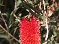 prachtig in de botanische tuin : lampenpoetser