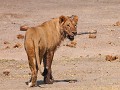 IMG 3068