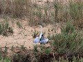 purperreiger koelt af