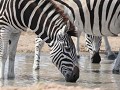 kudde zebra's drinken aan mpongo dam : ook hier we