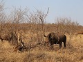rhino's
