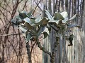 bizarre plant casart game lodge ingang