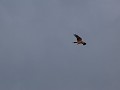kite wouw