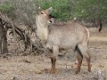 waterbok