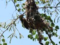 honeybird maakt zijn nest