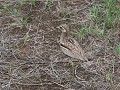thick knee