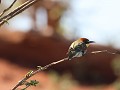 european bee eater