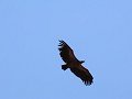 gier boven ons hoofd