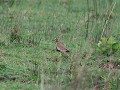 lapwing