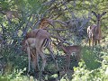 impala met jong