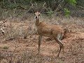 steenbok