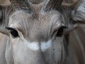 de mooie ogen van mijn vriend de kudu -male