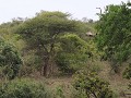 fish eagle juvenal