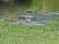 de greenbacked heron is een zeer slimme reiger, hi