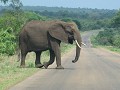 laatste roadblock : olifanten eerst