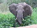 wegversperring olifantenkudde