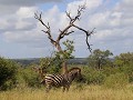 eerste burchell zebra in kruger
