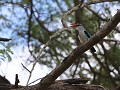 woodland kingfisher of bosveld visvanger