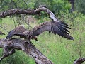 lapped face vulture