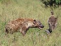 hyena moet verstek geven tov gieren