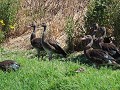 spurwing goose