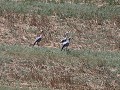 blue crane