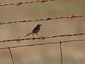 karoo prinia