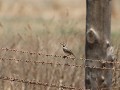 african pipit