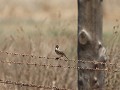 african pipit