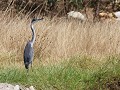 blauwe reiger
