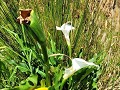 Aronskelk bij rivierbedding