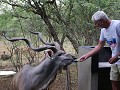 marc geeft een appeltje aan mijn male kudu friend