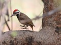 bearded woodpecker, specht doet fitness, hop en ne