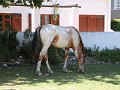 IMG 8011
