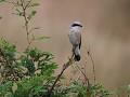 grijze klauwier of butcherbird