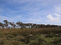 de enige hoge bomen in het ganse natuurpark : ze v