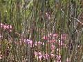 riet omringt de prachtige fuchsia bloemen