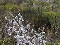 deze plant is zeer wollig en pluizig