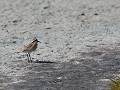 common ringed plover