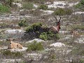 blesbok met jongen