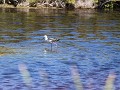 black winged stilt of steltkluut