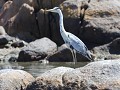 blauwe reiger