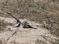 kitlittz plover