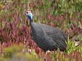 geen wouw natuurlijk, maar helmeted guinaefowl