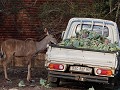 k heb mijn bakkie volgeladen, vol met lekkere kole